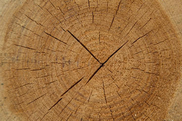 cut of tree texture wood