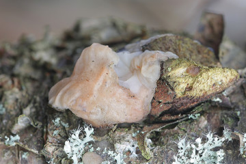 Exidia thuretiana (Tremella thuretiana), known as the white brain, wild fungus from Finland
