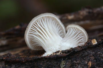 Pleurotus ostreatus, known as the pearl oyster mushroom or winter oyster, wild edible fungus from Finland