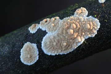 Cylindrobasidium evolvens (syn. Corticium laeve), known as the tear dropper, wild fungus from...