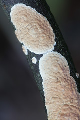 Cylindrobasidium evolvens (syn. Corticium laeve), known as the tear dropper, wild fungus from Finland