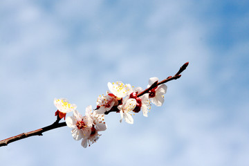 Flowering fruit tree branch