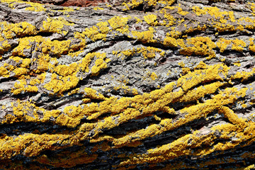 Dark bark of an old tree covered with green moss