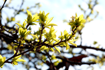 Branch with blooming young green leaves