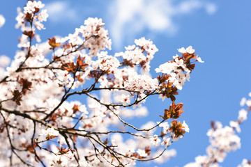 Delicate spring blooms of cherry plum on a background of blue sky.