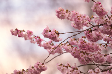 Fototapeta premium Pinkfarbene Blüte am Baum