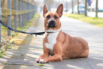 Hund wartet auf sein Herrchen