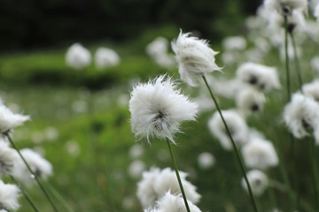 Group of Eriophorum vaginatum in wild nature. Hare's-tail cottongrass beautify nature and supply...