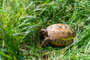 tortuga Rusa en livertad buscando comida entre las hierbas.