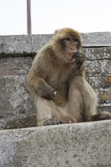 Naklejka premium SAMSUNG CAMERA PICTURES