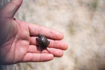 Tortuga de agua recien nacida sobre una mano para poder hacerse una idea de su tamaño
