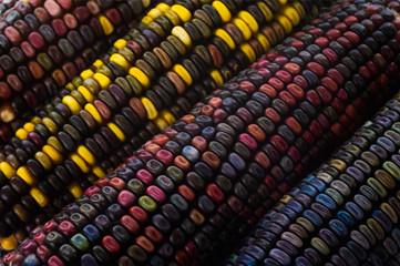 Multi-colored corn seeds - a unique cultivar created by an American farmer.