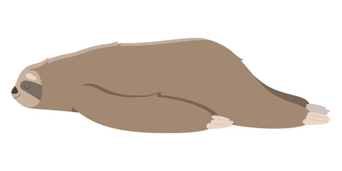 Cute sleeping sloth. Vector illustration in cartoon style isolated on white background.
