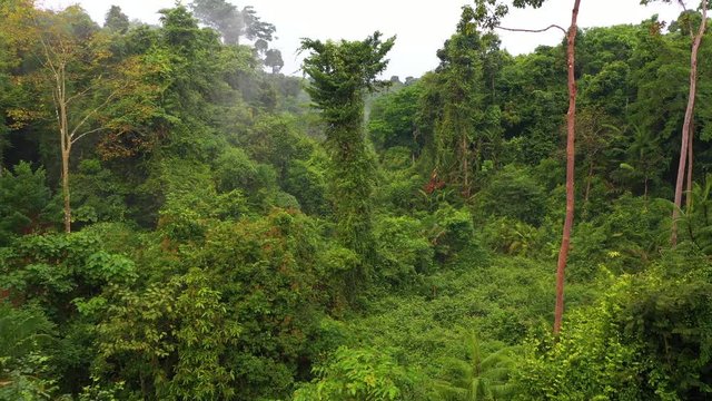 flight into deep rainforest