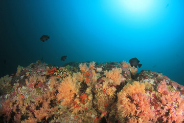 Naklejka na ściany i meble Underwater coral reef and fish 