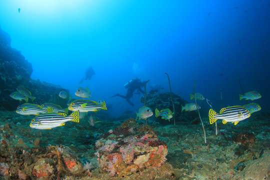 Scuba diving on underwater coral reef with fish 