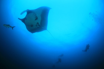 Manta Ray. Scuba diving with manta on coral reef 