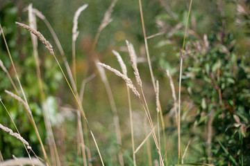 grass on a green background