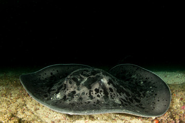 Marbled Ray (Black blotched Stingray)	