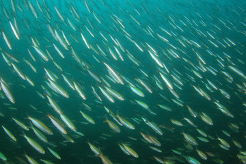 Sardines fish fry underwater	