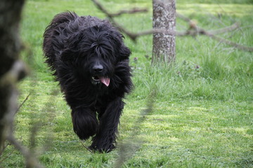 Sheepdogs domestic garden puppy playing together