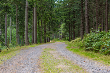 Forest trail to the waterfall of Kamienczyk river