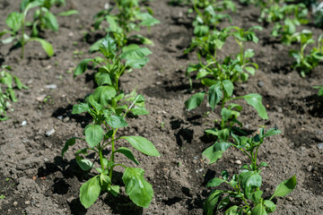 Leaves of Great basil in the garden. Selective focus.
