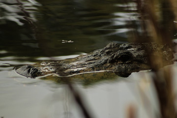 Alligator in Water