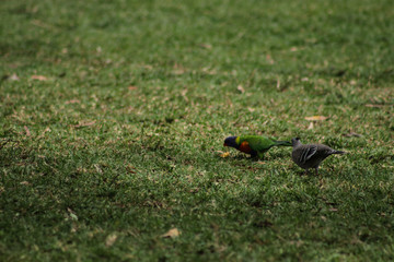 Lorikeet with Pigeon 