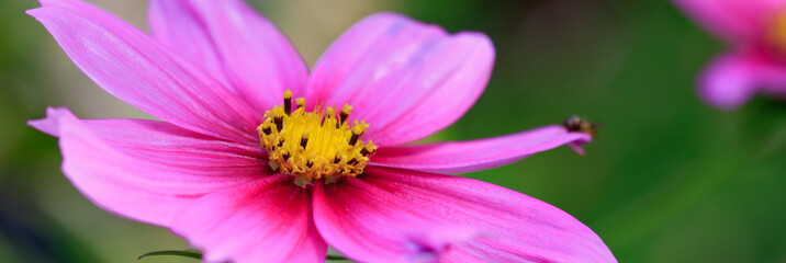 Obraz premium Pink Cosmos flower isolated.