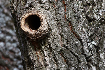 Sunny winter day. In a trunk of an old oak there is a hollow with a beautiful accurate entrance.