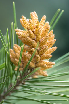 Yemas o flor de pino (Pinus halepensis), las infusiones o jarabes de pino se recomiendan en tratamientos para el aparato respiratorio (bronquitis, gripe,etc.),como diurético y antiséptico. 