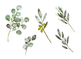 葉っぱ　オリーブ  ユーカリ　イラスト　水彩