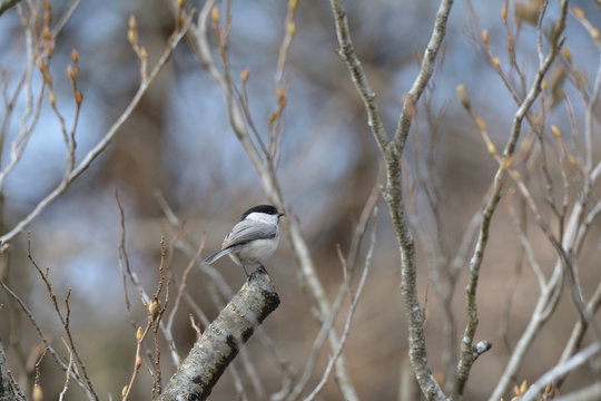 Willow tit perching on a branch