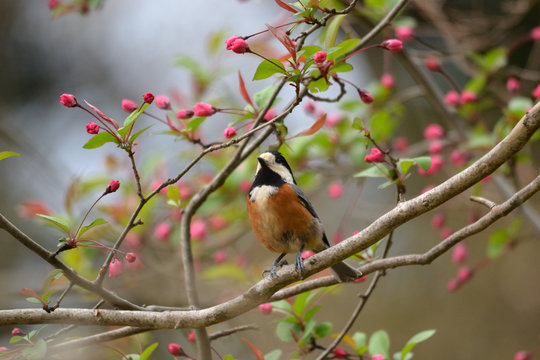 Varied tit perched on branch with flowers