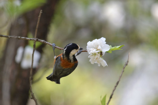 Varied tit perched on branch with flowers