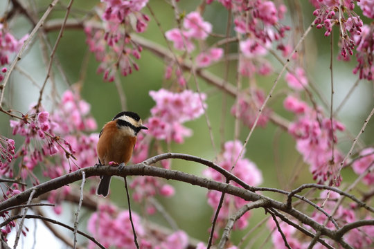 Varied tit perched on branch with flowers