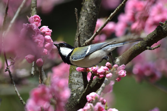 Japanese tit perching on a peach tree