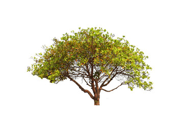 Cashew Nut trees isolated on a white background. Clipping path