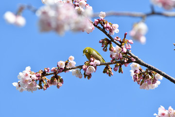 White-eye perching on cherry blossoms on a spring day