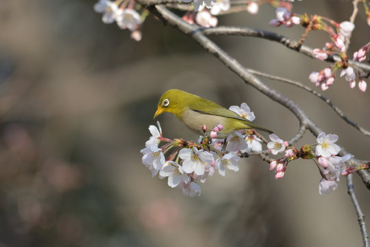 White-eye perching on cherry blossoms on a spring day