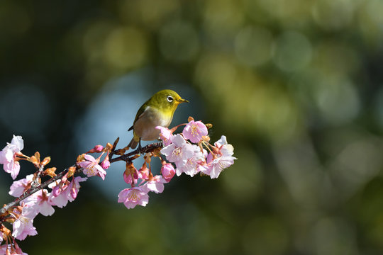 White-eye perching on cherry blossoms on a spring day