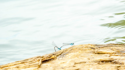 Pairs of blue damselflies on the wood 