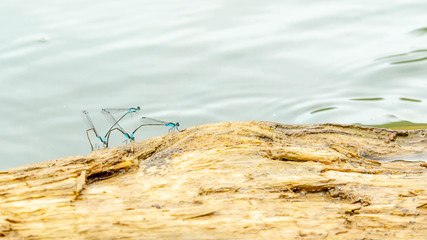Pairs of blue damselflies on the wood 