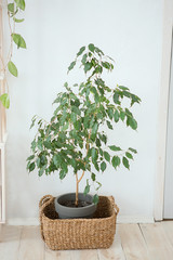 green plants in the interior. Background with tropical flowers in pots. blanks for postcards and blogs