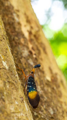 Borneo Lantern Fly, lantern bug, insect on the bark of the tree