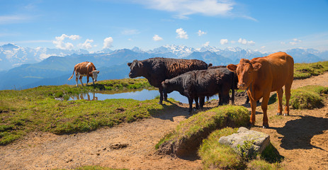 cattle herd beside the hiking trail, alpine pasture Niederhorn mountain, idyllic swiss landscape