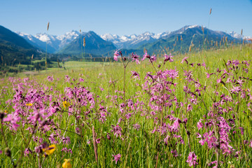 spring meadow with pink lychnis flowers, mountain landscape allgau near oberstdorf