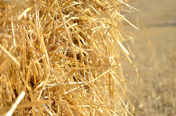 Stack of dry yellow hay rolled up closeup