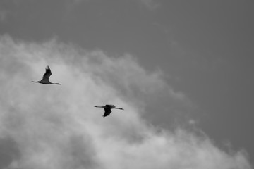 birds in the sky